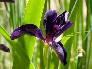 iris_web